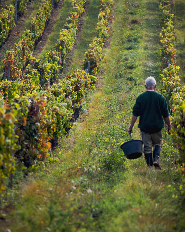 fromvineyardtoglass header a02 