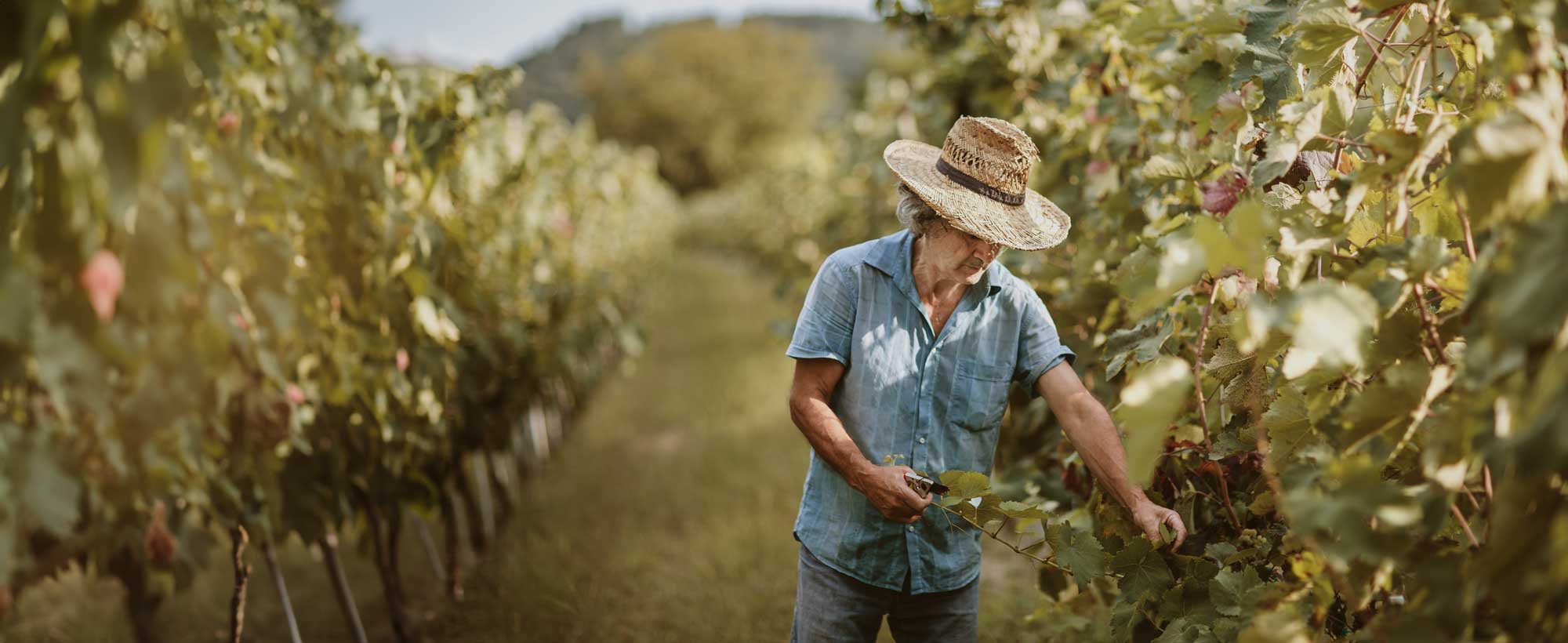 sustainableviticulture blog cover